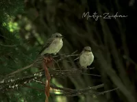 Balearische vliegenvanger [Muscicapa tyrrhenica balearica]